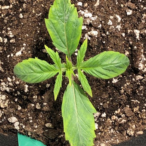 Auto Pineapple Gum growlog timeline photo