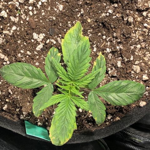 Auto Pineapple Gum growlog timeline photo