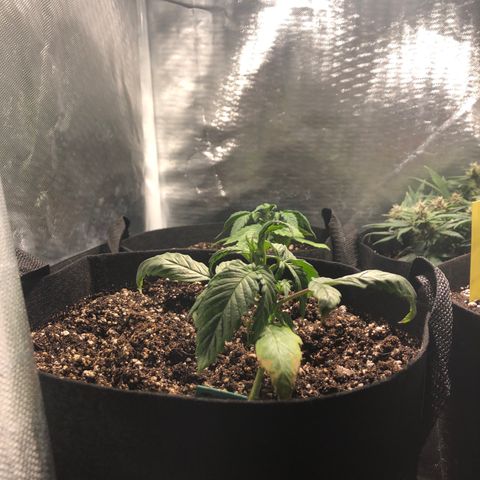 Auto Pineapple Gum growlog timeline photo