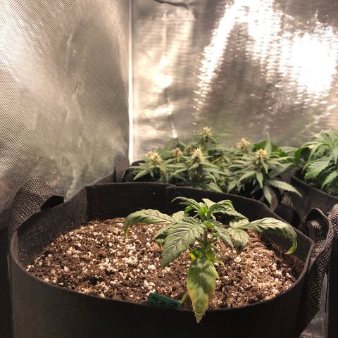 Auto Pineapple Gum growlog timeline photo