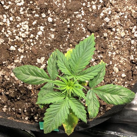 Auto Pineapple Gum growlog timeline photo