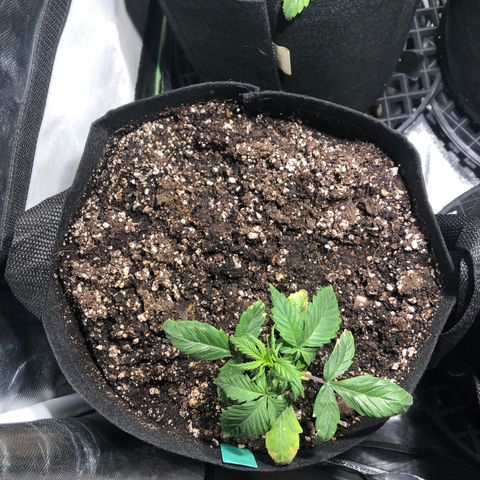 Auto Pineapple Gum growlog timeline photo