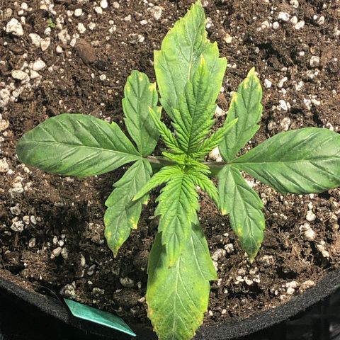 Auto Pineapple Gum growlog timeline photo