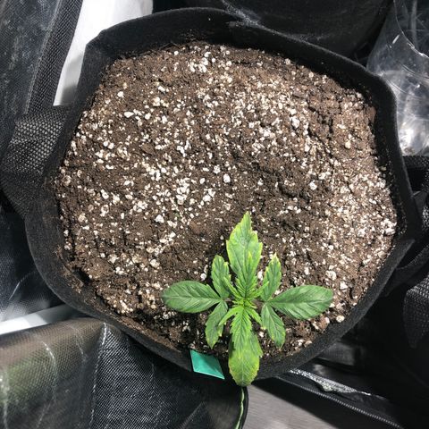 Auto Pineapple Gum growlog timeline photo