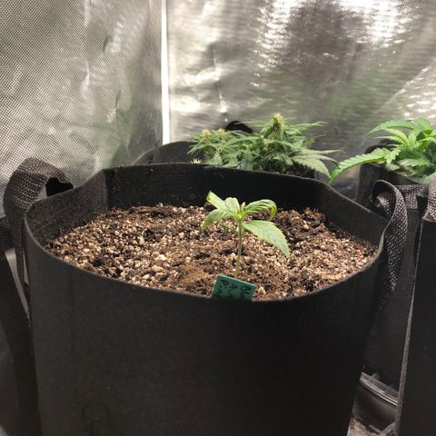 Auto Pineapple Gum growlog timeline photo