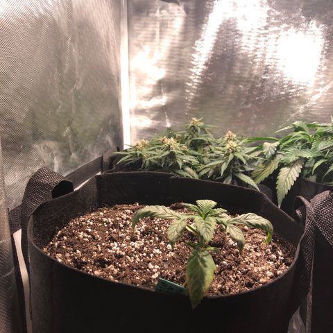 Auto Pineapple Gum growlog timeline photo