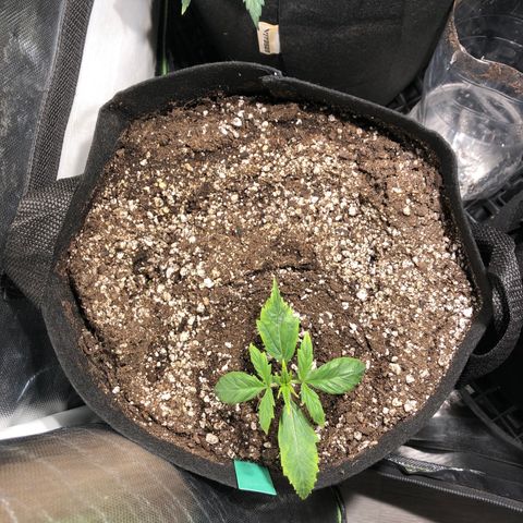 Auto Pineapple Gum growlog timeline photo