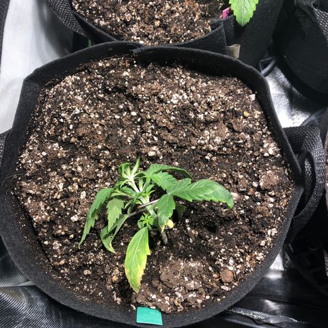 Auto Pineapple Gum growlog timeline photo