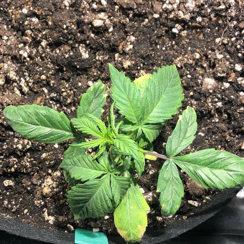 Auto Pineapple Gum growlog timeline photo