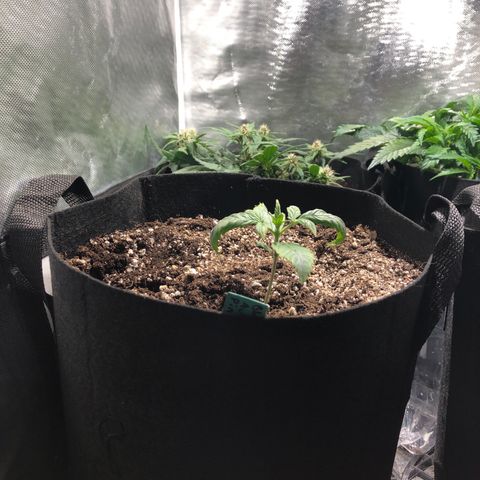 Auto Pineapple Gum growlog timeline photo