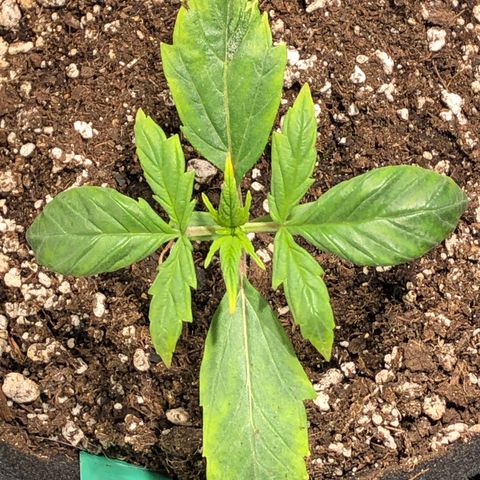 Auto Pineapple Gum growlog timeline photo