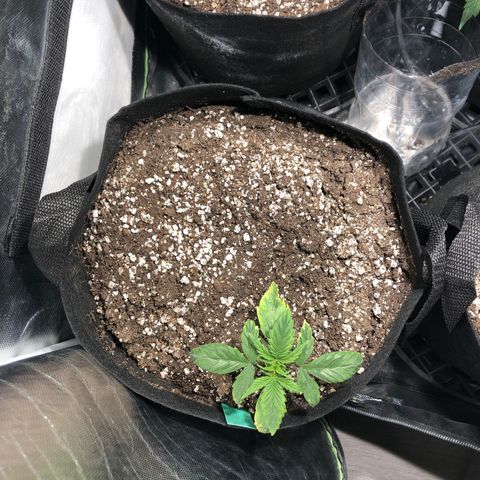Auto Pineapple Gum growlog timeline photo