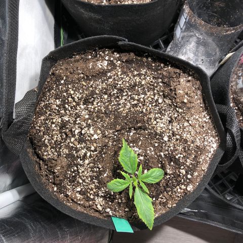 Auto Pineapple Gum growlog timeline photo