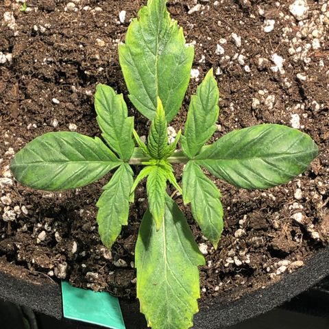 Auto Pineapple Gum growlog timeline photo