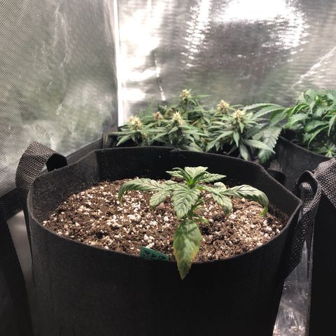 Auto Pineapple Gum growlog timeline photo
