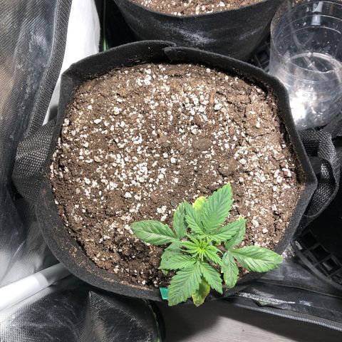 Auto Pineapple Gum growlog timeline photo