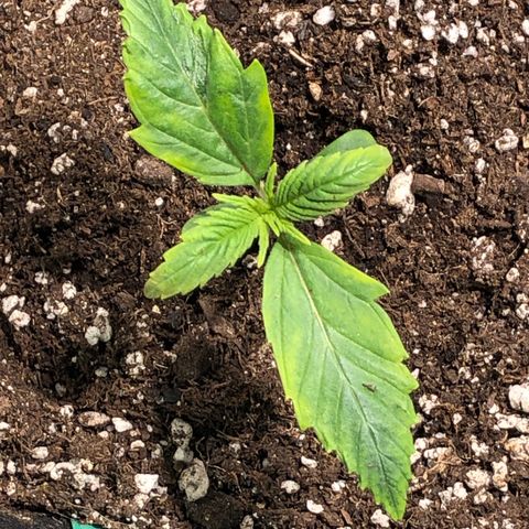 Auto Pineapple Gum growlog timeline photo