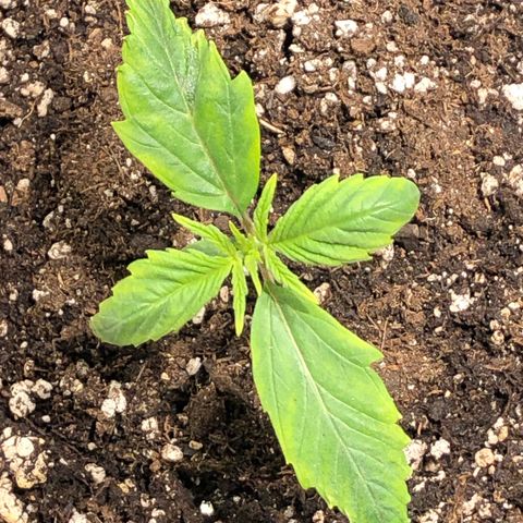 Auto Pineapple Gum growlog timeline photo