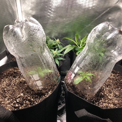 Auto Pineapple Gum growlog photo: Lifted humidity domes up to start transitioning away from using them. 