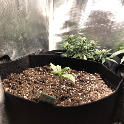 Auto Pineapple Gum growlog timeline photo