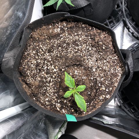 Auto Pineapple Gum growlog timeline photo