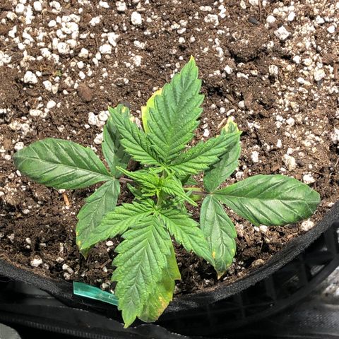 Auto Pineapple Gum growlog timeline photo