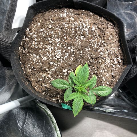 Auto Pineapple Gum growlog timeline photo