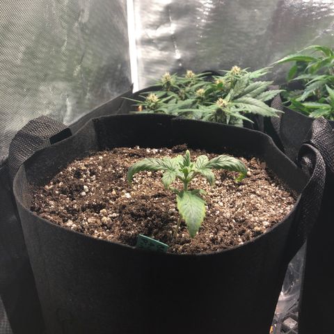 Auto Pineapple Gum growlog timeline photo
