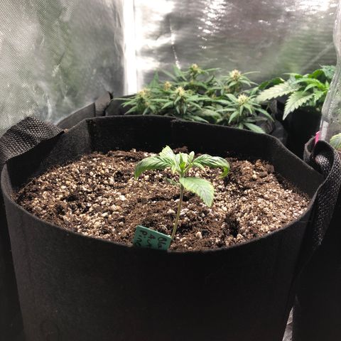 Auto Pineapple Gum growlog timeline photo