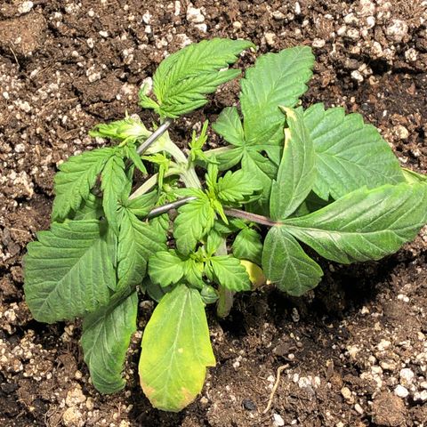 Auto Pineapple Gum growlog timeline photo