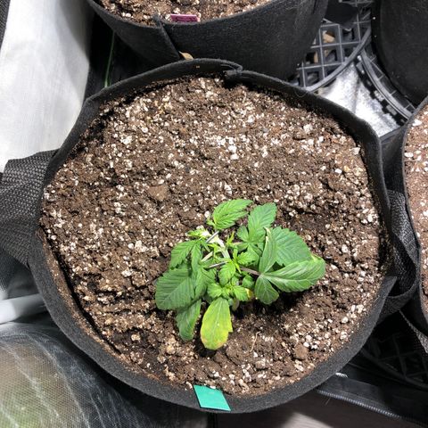 Auto Pineapple Gum growlog timeline photo