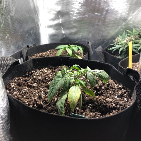 Auto Pineapple Gum growlog timeline photo