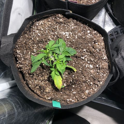 Auto Pineapple Gum growlog timeline photo