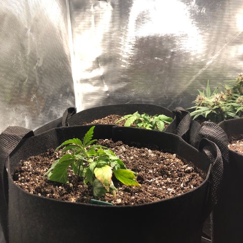 Auto Pineapple Gum growlog timeline photo
