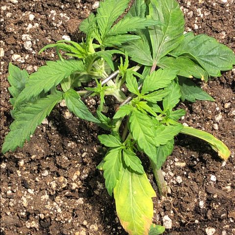 Auto Pineapple Gum growlog timeline photo