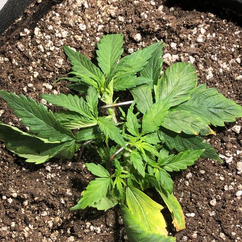 Auto Pineapple Gum growlog timeline photo