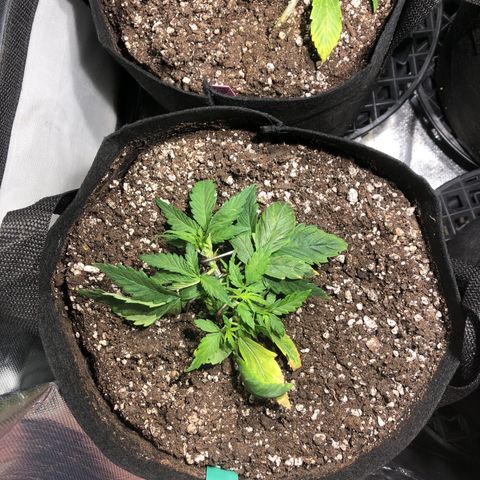 Auto Pineapple Gum growlog timeline photo