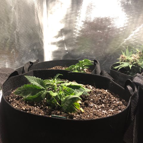 Auto Pineapple Gum growlog timeline photo