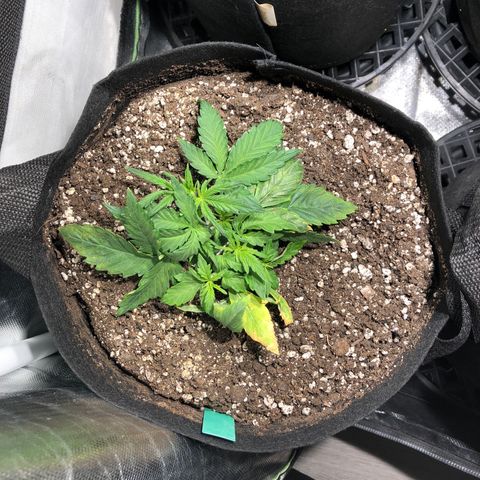 Auto Pineapple Gum growlog timeline photo