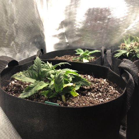 Auto Pineapple Gum growlog timeline photo