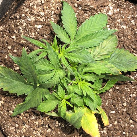 Auto Pineapple Gum growlog timeline photo