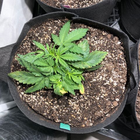 Auto Pineapple Gum growlog timeline photo