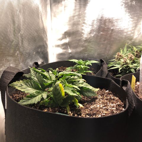 Auto Pineapple Gum growlog timeline photo