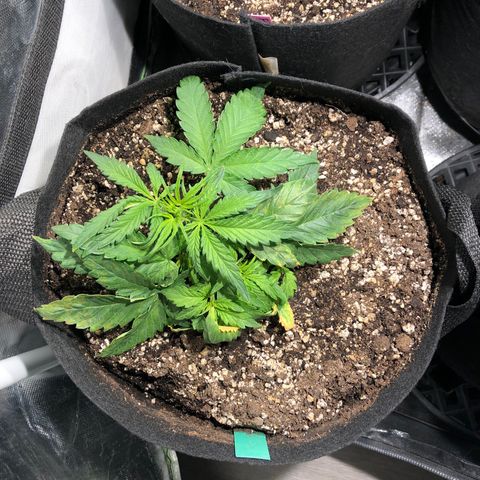 Auto Pineapple Gum growlog timeline photo