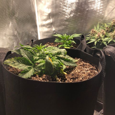 Auto Pineapple Gum growlog timeline photo