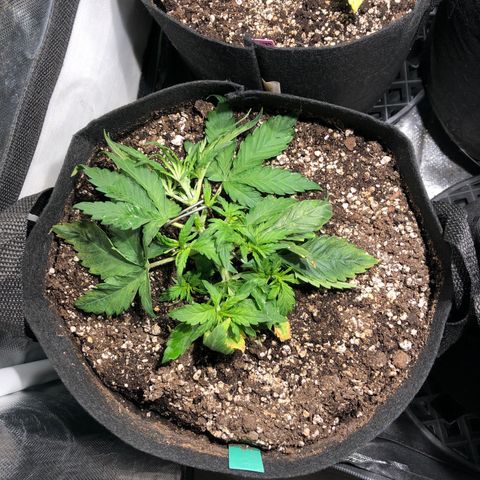 Auto Pineapple Gum growlog photo: LST
