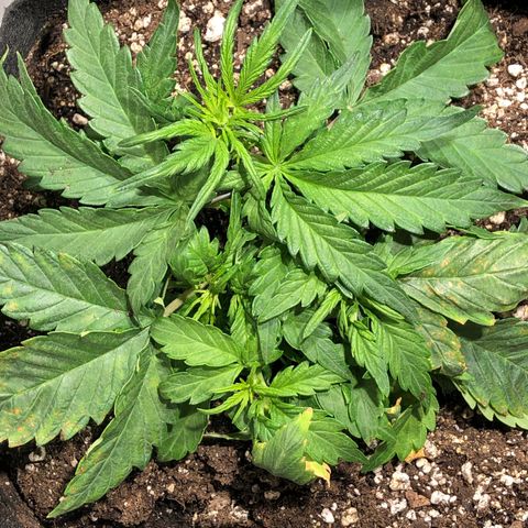 Auto Pineapple Gum growlog timeline photo