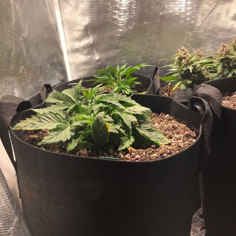 Auto Pineapple Gum growlog timeline photo