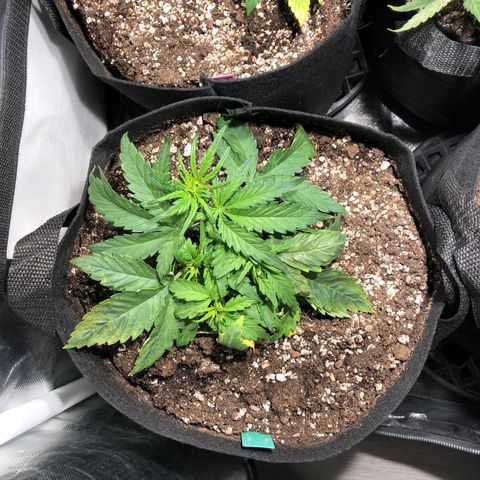 Auto Pineapple Gum growlog timeline photo
