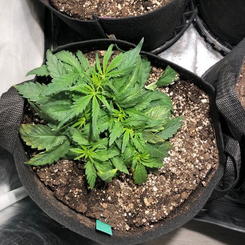 Auto Pineapple Gum growlog timeline photo
